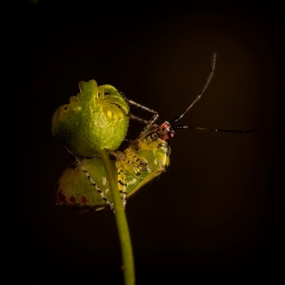 Setocoris (genus) (Drosera Bug) at Aranda, ACT - 19 Oct 2025 by Debbie05