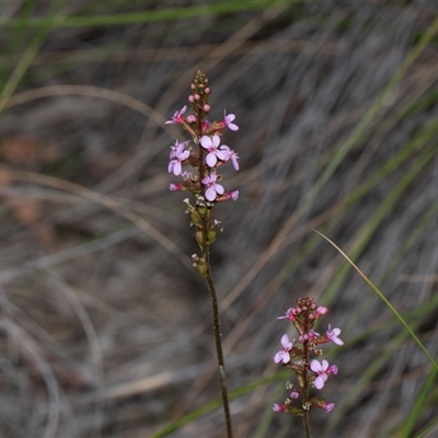 Stylidium (genus) (Trigger Plant) at Bruce, ACT - 31 Oct 2025 by AlisonMilton