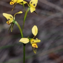 Diuris sulphurea (Tiger Orchid) at Bruce, ACT - 31 Oct 2025 by AlisonMilton
