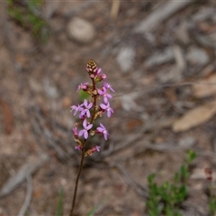 Stylidium (genus) (Trigger Plant) at Bruce, ACT - 31 Oct 2025 by AlisonMilton