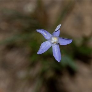 Wahlenbergia sp. at Bruce, ACT - Yesterday by AlisonMilton