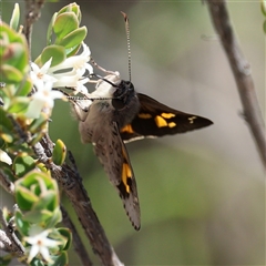Trapezites phigalioides (Montane Ochre) at Bredbo, NSW - 1 Nov 2025 by ChrisChapman
