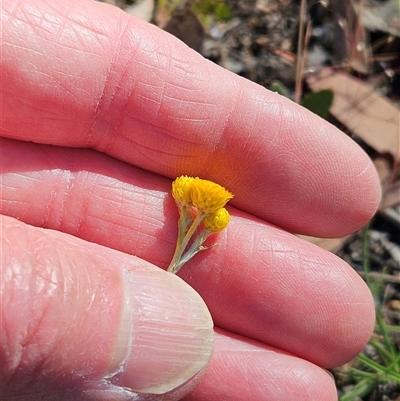 Chrysocephalum apiculatum (Common Everlasting) at Hawker, ACT - 1 Nov 2025 by sangio7