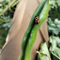 Melanerythrus mactans (A seed bug) at Tarago, NSW - 1 Nov 2025 by DrDJDavidJ