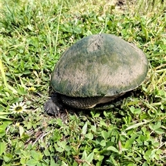 Chelodina longicollis (Eastern Long-necked Turtle) at Goulburn, NSW - 1 Nov 2025 by DrDJDavidJ
