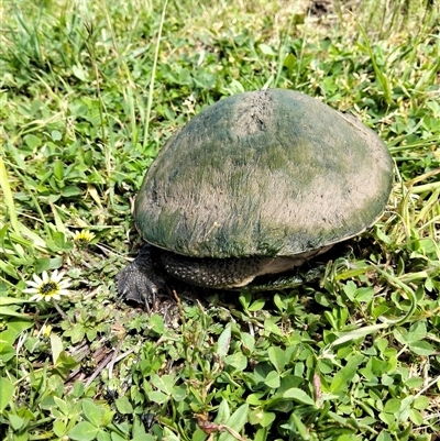 Chelodina longicollis (Eastern Long-necked Turtle) at Goulburn, NSW - 1 Nov 2025 by DrDJDavidJ