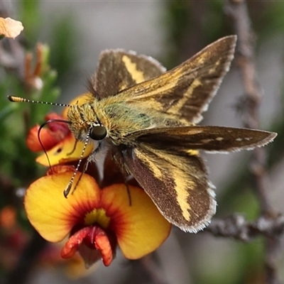Taractrocera papyria (White-banded Grass-dart) at Bredbo, NSW - 1 Nov 2025 by ChrisChapman