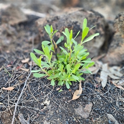 Hibbertia obtusifolia (Grey Guinea-flower) at Hawker, ACT - 1 Nov 2025 by sangio7