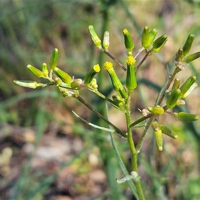 Senecio phelleus (Rock Fireweed) at Hawker, ACT - 1 Nov 2025 by sangio7