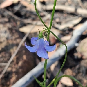 Wahlenbergia capillaris at Hawker, ACT - Today by sangio7