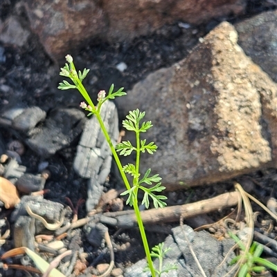 Daucus glochidiatus (Australian Carrot) at Hawker, ACT - 1 Nov 2025 by sangio7