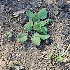 Cymbonotus (genus) (Bears Ears) at Hawker, ACT - 1 Nov 2025 by sangio7
