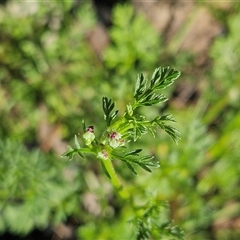 Daucus glochidiatus (Australian Carrot) at Hawker, ACT - 1 Nov 2025 by sangio7
