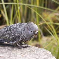 Callocephalon fimbriatum (identifiable birds) at Acton, ACT - 1 Nov 2025 by PeteRav