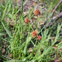 Luzula densiflora (Dense Wood-rush) at Hawker, ACT - 1 Nov 2025 by sangio7