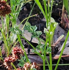 Daucus glochidiatus (Australian Carrot) at Hawker, ACT - 1 Nov 2025 by sangio7