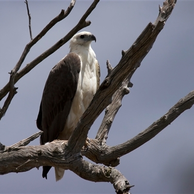 Icthyophaga leucogaster (White-bellied Sea-Eagle) at Googong, NSW - 30 Oct 2025 by jb2602