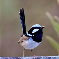 Malurus cyaneus (Superb Fairywren) at Moruya, NSW - 18 Oct 2025 by LisaH