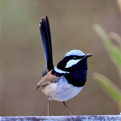 Malurus cyaneus (Superb Fairywren) at Moruya, NSW - 18 Oct 2025 by LisaH