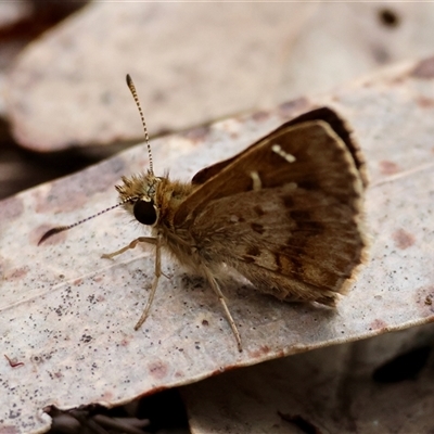 Unverified Skipper (Hesperiidae) at  - suppressed by LisaH