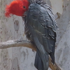 Callocephalon fimbriatum by RobParnell