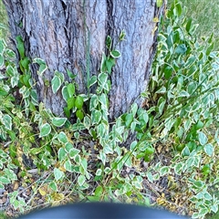 Vinca major (Blue Periwinkle) at Holder, ACT - 1 Nov 2025 by Hejor1