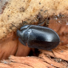 Pterohelaeus (genus) at Holder, ACT - 1 Nov 2025 by Hejor1