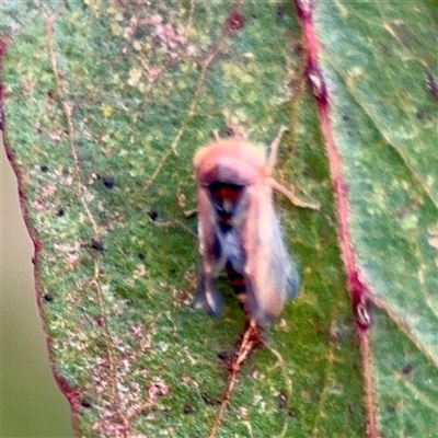 Cicadellidae (family) at Holder, ACT - 1 Nov 2025 by Hejor1