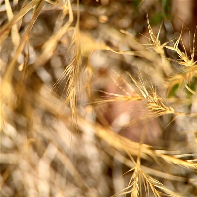 Vulpia (genus) (A Squirreltail Fescue) at Holder, ACT - 1 Nov 2025 by Hejor1