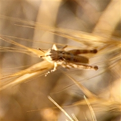 Austroicetes sp. (genus) (A grasshopper) at Holder, ACT - 1 Nov 2025 by Hejor1
