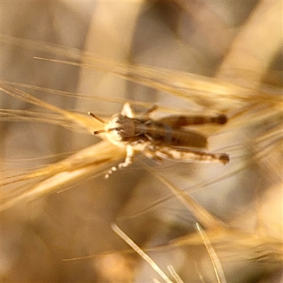 Austroicetes sp. (genus) (A grasshopper) at Holder, ACT - 1 Nov 2025 by Hejor1