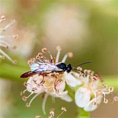 Dusona sp. (genus) at Holder, ACT - 1 Nov 2025 by Hejor1