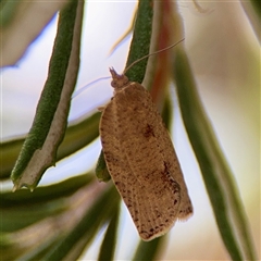 Meritastis laganodes at Holder, ACT - 1 Nov 2025 by Hejor1