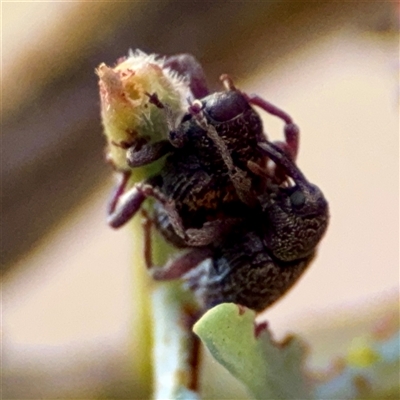 Melanterius sp. (genus) (Unidentified Melanterius weevil) at Holder, ACT - 1 Nov 2025 by Hejor1