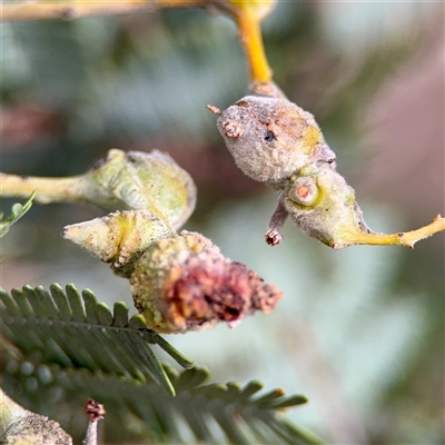 Acacia insect gall at Holder, ACT - 1 Nov 2025 by Hejor1