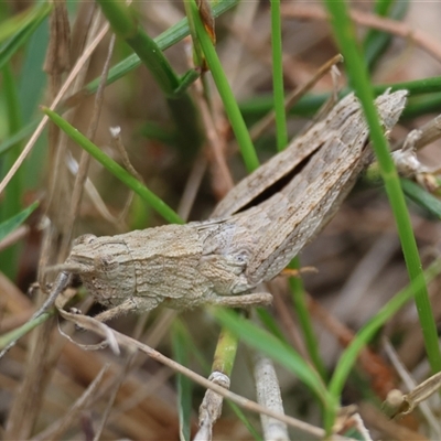 Peakesia hospita (Common Peakesia Grasshopper) at Moruya, NSW - 18 Oct 2025 by LisaH
