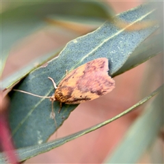 Oligoloba severa (Wingia group) at Holder, ACT - 1 Nov 2025 by Hejor1
