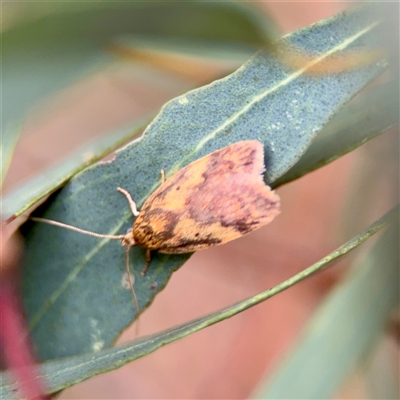 Oligoloba severa (Wingia group) at Holder, ACT - 1 Nov 2025 by Hejor1