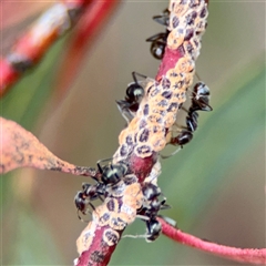 Formicidae (family) (Unidentified ant) at Holder, ACT - 1 Nov 2025 by Hejor1