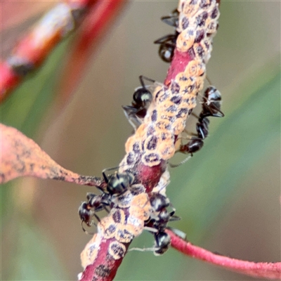 Formicidae (family) (Unidentified ant) at Holder, ACT - 1 Nov 2025 by Hejor1
