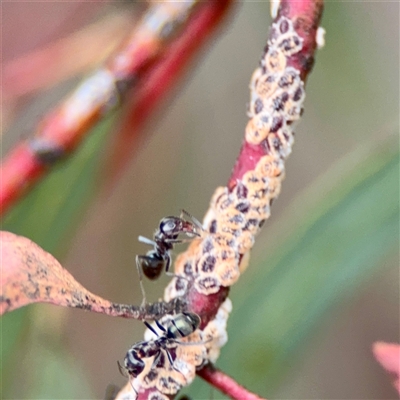 Coccidae sp. (family) (Unidentified coccid scale insect) at Holder, ACT - 1 Nov 2025 by Hejor1
