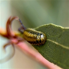 Gonipterini sp. (tribe) (A weevil) at Holder, ACT - 1 Nov 2025 by Hejor1