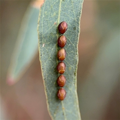 Apocrita (suborder) at Holder, ACT - 1 Nov 2025 by Hejor1