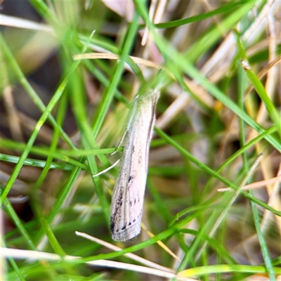 Faveria tritalis (Couchgrass Webworm) at Holder, ACT - 1 Nov 2025 by Hejor1