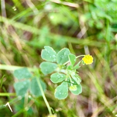 Medicago (genus) (Medics) at Holder, ACT - 1 Nov 2025 by Hejor1
