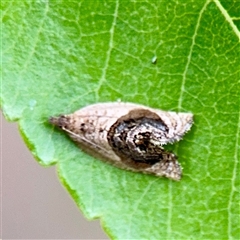 Acroceuthes metaxanthana (Dog-faced Bell Moth) at Holder, ACT - 1 Nov 2025 by Hejor1