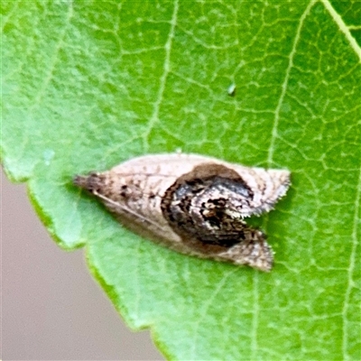 Acroceuthes metaxanthana (Dog-faced Bell Moth) at Holder, ACT - 1 Nov 2025 by Hejor1