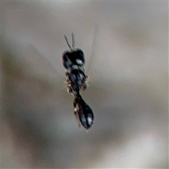 Rhopalum sp. (genus) at Holder, ACT - 1 Nov 2025 by Hejor1