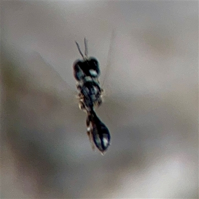 Rhopalum sp. (genus) at Holder, ACT - 1 Nov 2025 by Hejor1