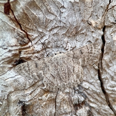 Crypsiphona ocultaria (Red-lined Looper Moth) at Holder, ACT - 1 Nov 2025 by Hejor1